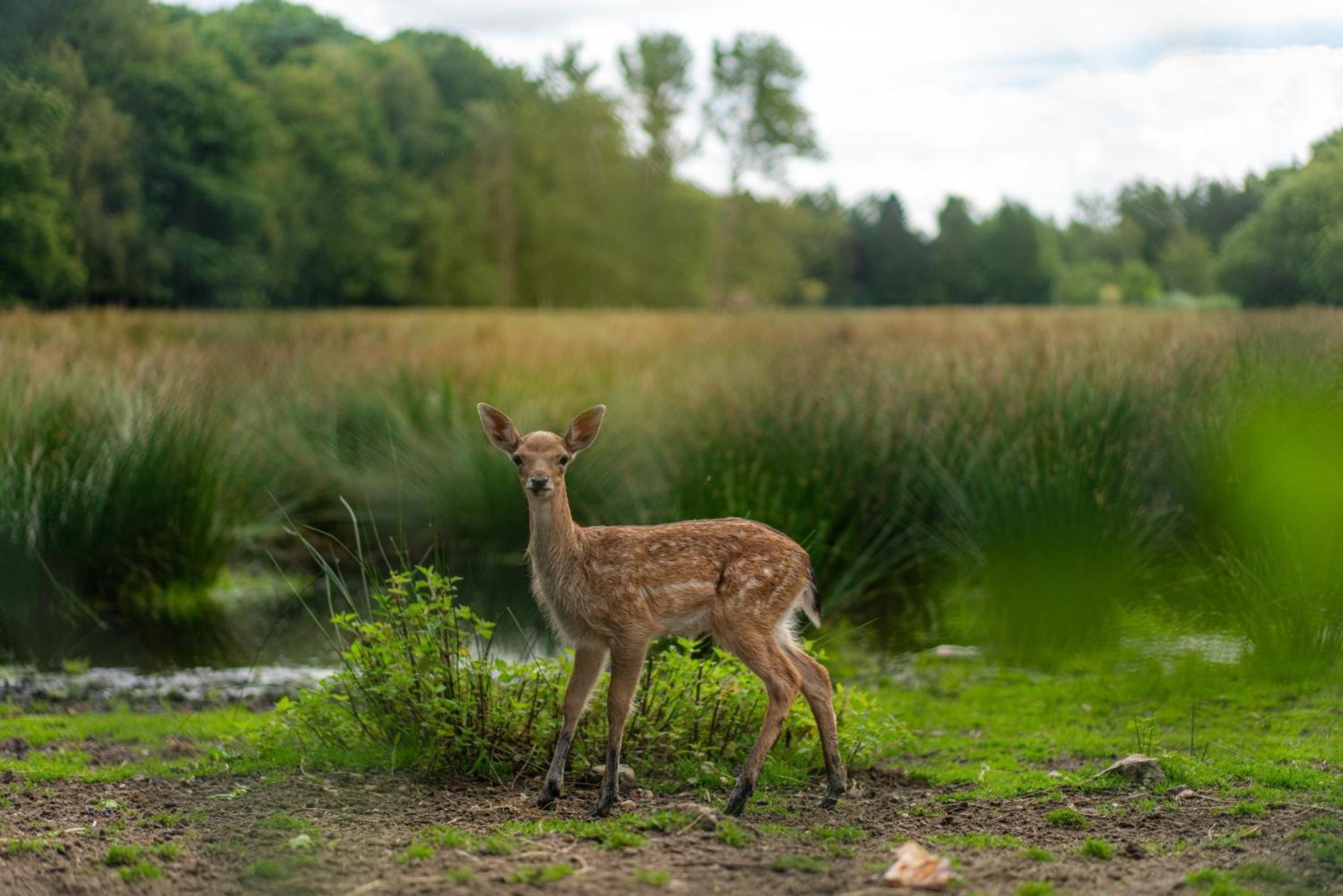 Vakantie-Hengelhoef Aan de Wolfsberg エクステリア 写真